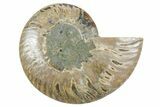 Cut & Polished Ammonite Fossil (Half) - Madagascar #354185-1